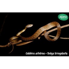 Culebra arbórea - boiga irregularis